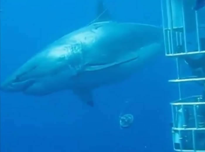 墨西哥深海惊现6米长巨无霸大白鲨“深蓝”