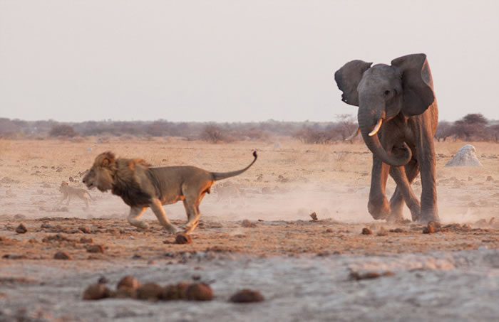 雄狮被迫采取了某些避让措施,但最终抵御住公象的进攻,并最终迫使其后退。
