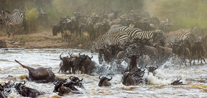 野生动物摄影师安德烈·古德科夫(Andrey Gudkov)在肯尼亚马赛马拉国家保护区拍摄了角马群正通过玛拉河的壮观场景。