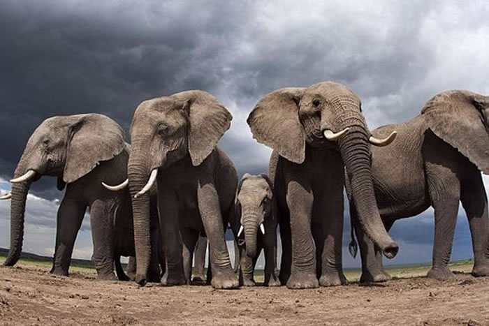 本项研究来自美国的一个科学家小组,它们对地球物种的消失速度进行了研究,发现比正常过程快了近100倍