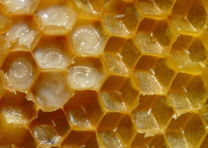 蜂蜜的美味早在史前已为人所知