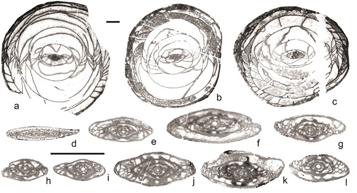 �����Ⱦ��迨һ���������Sphaeroschwagerina���ද��Ⱥ