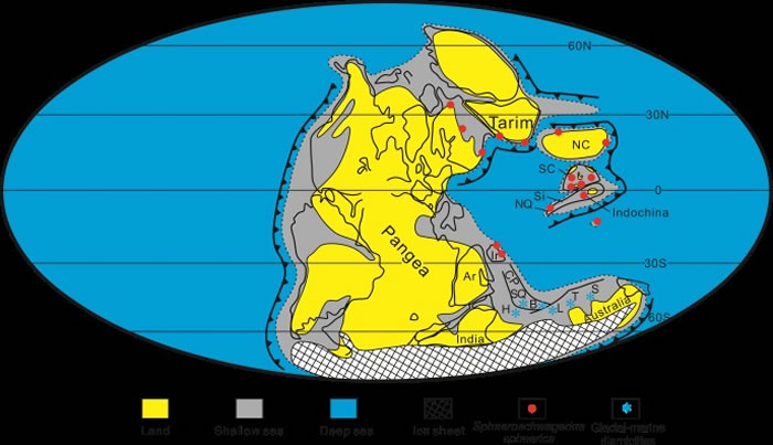 Asselian��Sphaeroschwagerina������˹�����ķֲ�