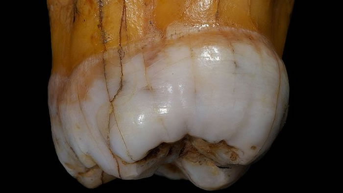 ������Ա��������������������걾��DNA����