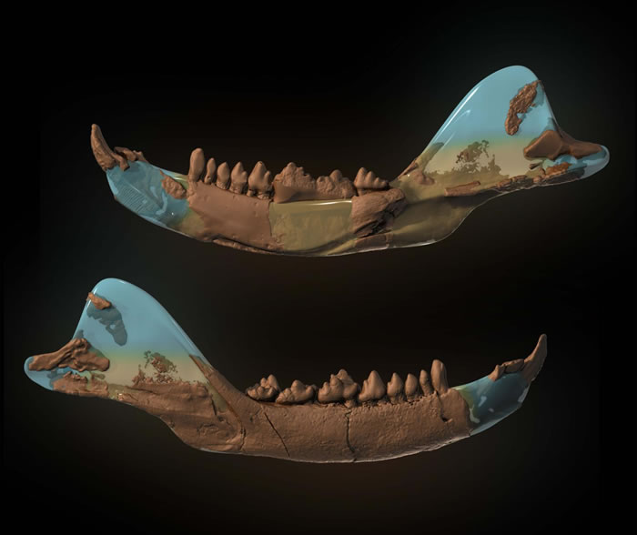 Haramiyid化石阐明早期哺乳动物的进化