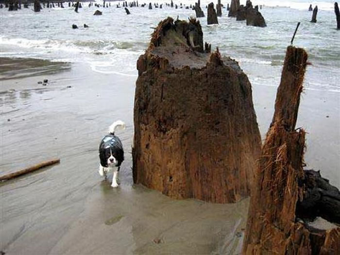 在低退潮时期,美国部分海滩偶尔会出现神秘的“海洋远古森林”,事实上,这是数千年前海平面升高吞噬的森林。