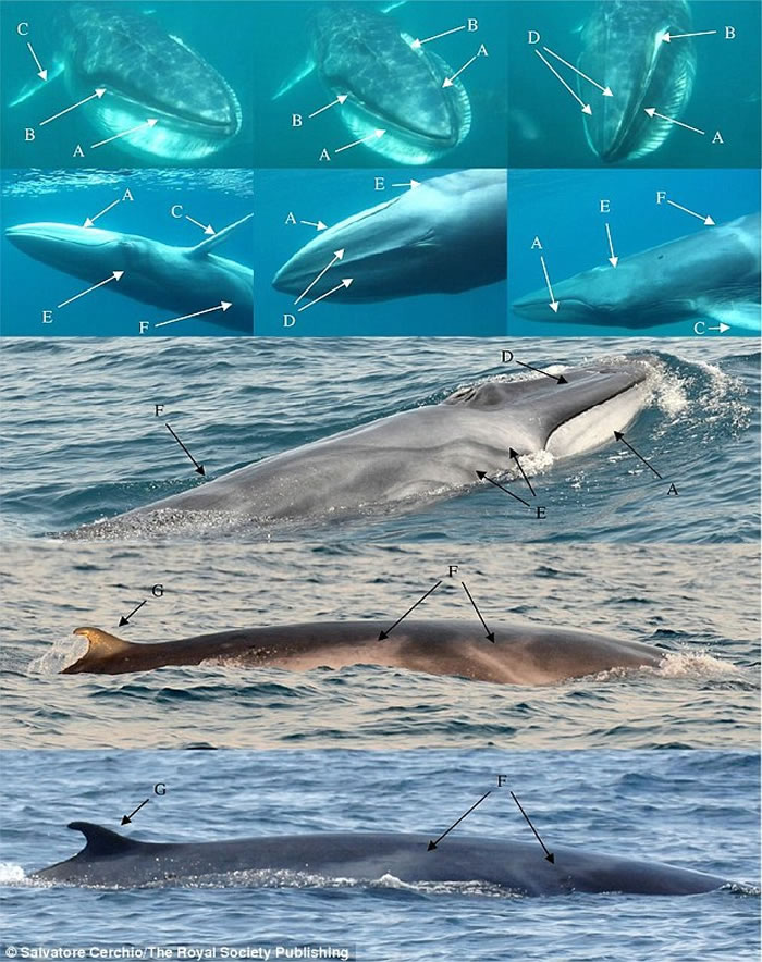 角岛鲸的外观图片,箭头处为色素沉积的细节特征。图中共有5头角岛鲸个体。角岛鲸具有流线型体形,具有几种独特的骨骼特征,包括53块脊椎骨,每个胸鳍上有4根指骨。