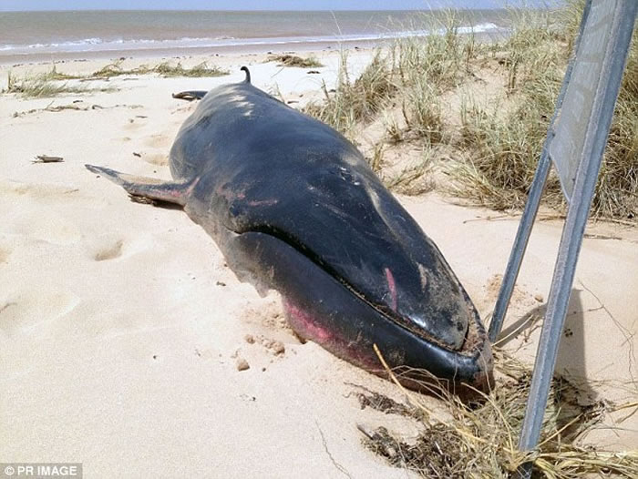一头发现于澳大利亚埃克斯茅斯海滩的角岛鲸。由于缺乏资料,官方机构在对它进行鉴定的时候感到困惑不已。