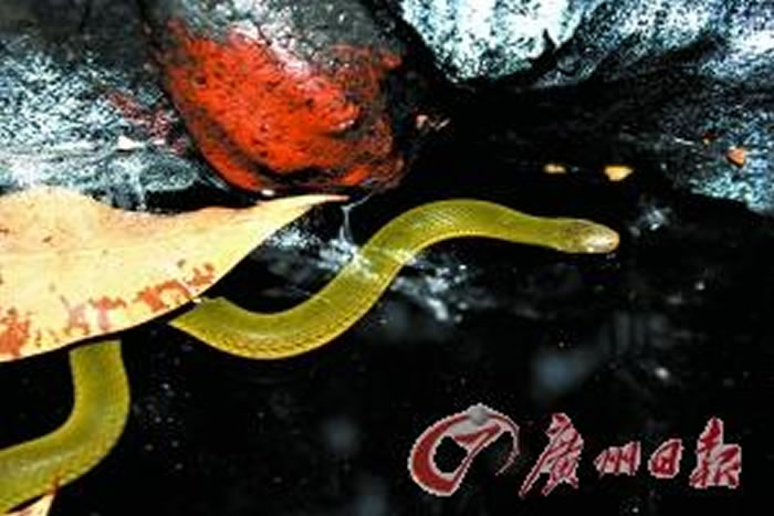 ���ݰ���ɽϪ�����ֻ�������ָʾ������ۺ������ټ�