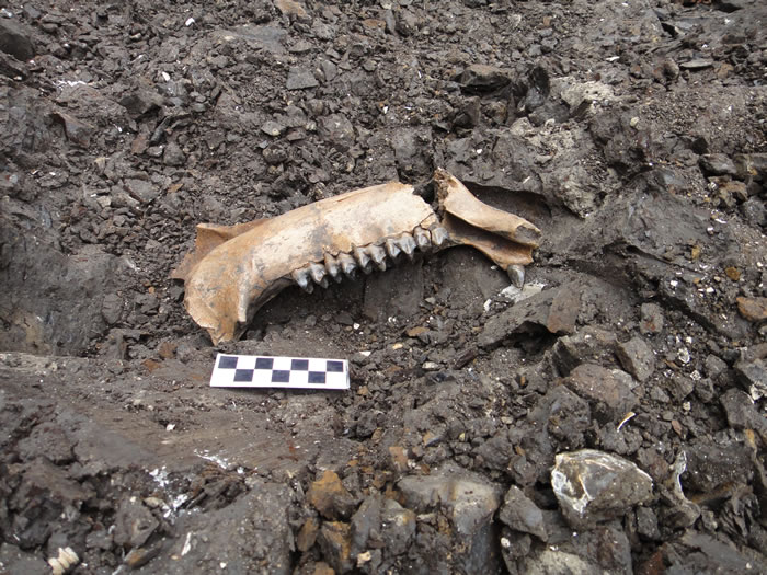 云南貘化石出土状态