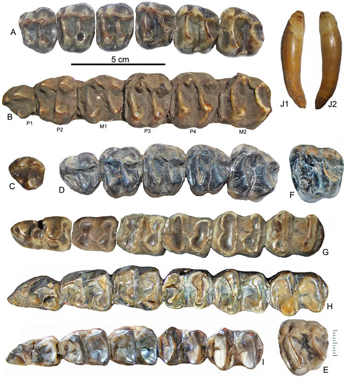 云南獏牙齿化石