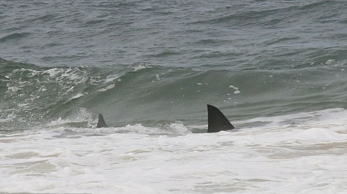 澳大利亚鲨鱼潜伏伺机向海滩上的鲸鱼尸体靠近
