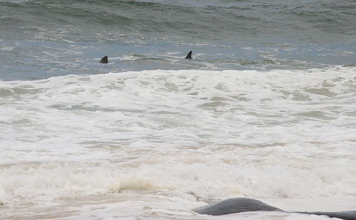 澳大利亚鲨鱼潜伏伺机向海滩上的鲸鱼尸体靠近