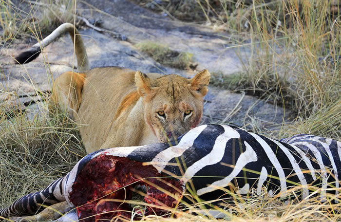 ̹ɣ׸ǵƽԭʨӲڰʬ