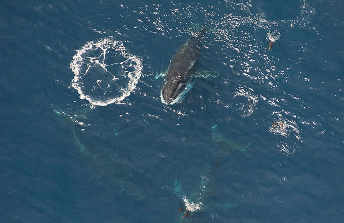 南非摄影师在开普敦近海用无人机拍摄到数十头座头鲸聚会捕食磷虾的壮观画面