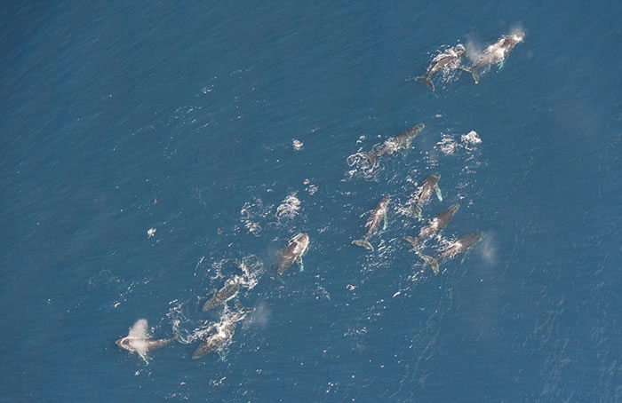 南非摄影师在开普敦近海用无人机拍摄到数十头座头鲸聚会捕食磷虾的壮观画面