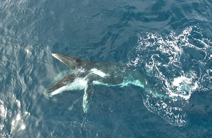 南非摄影师在开普敦近海用无人机拍摄到数十头座头鲸聚会捕食磷虾的壮观画面