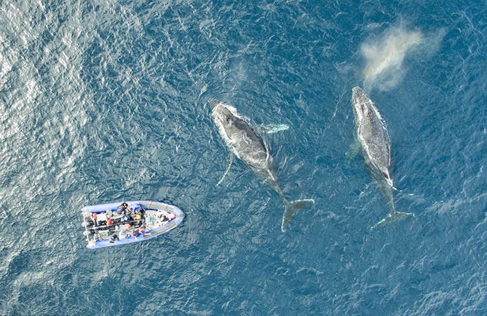 南非摄影师在开普敦近海用无人机拍摄到数十头座头鲸聚会捕食磷虾的壮观画面
