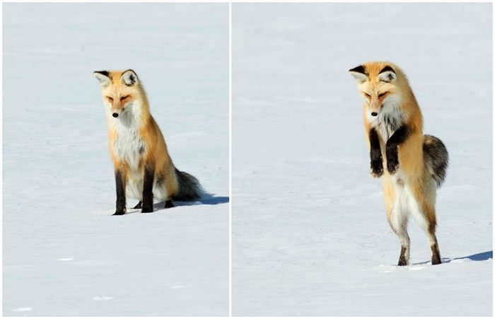 美国怀俄明州黄石国家公园一只红狐为捕捉猎物一跃而起直接将头扎进雪堆
