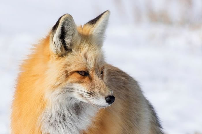 美国怀俄明州黄石国家公园一只红狐为捕捉猎物一跃而起直接将头扎进雪堆