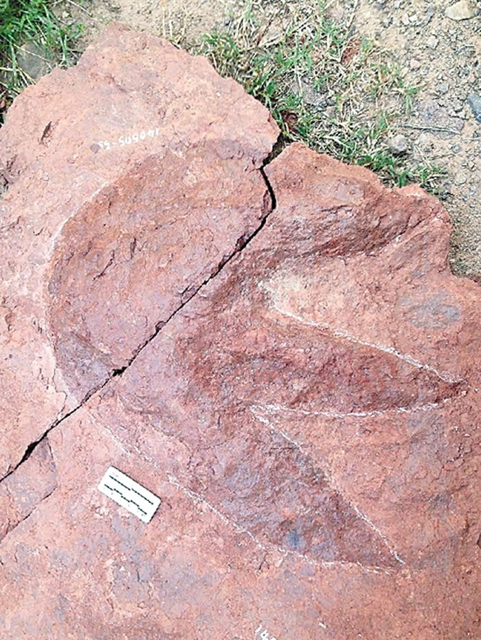 浙江自然博物馆研究团队在化石爱好者帮助下在鱼化石层位发现恐龙足迹化石