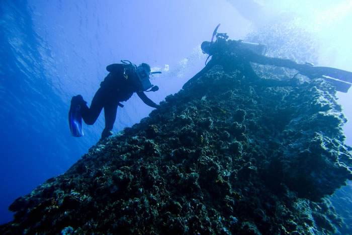 Molly Cummings博士在德克萨斯的一架钻井平台上观察月鲹。