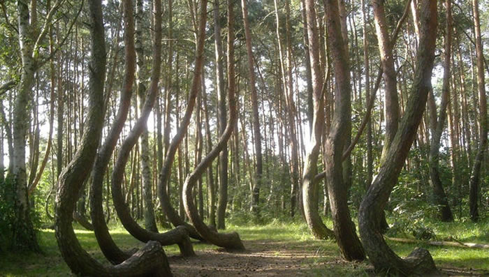ɭ֡Crooked Forest󲿷ֶ