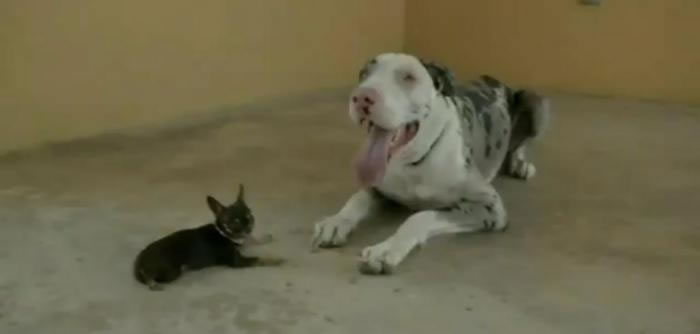 һֻȮ뼪˹¼¼ ΪСĹ