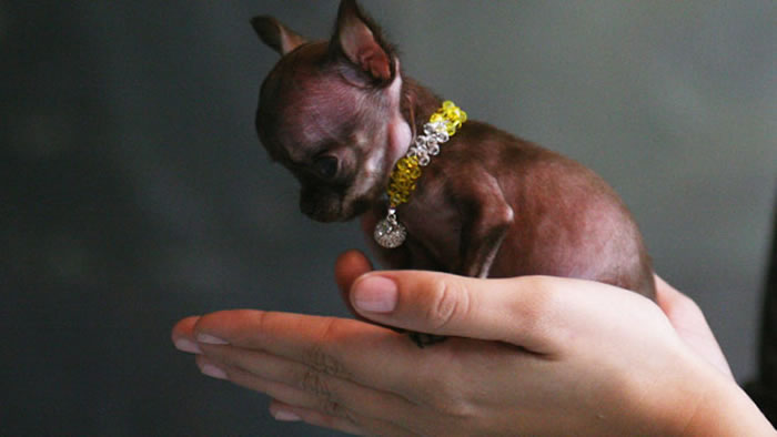 һֻȮ뼪˹¼¼ ΪСĹ