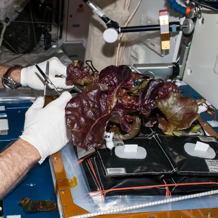宇航员开始在国际空间站种花
