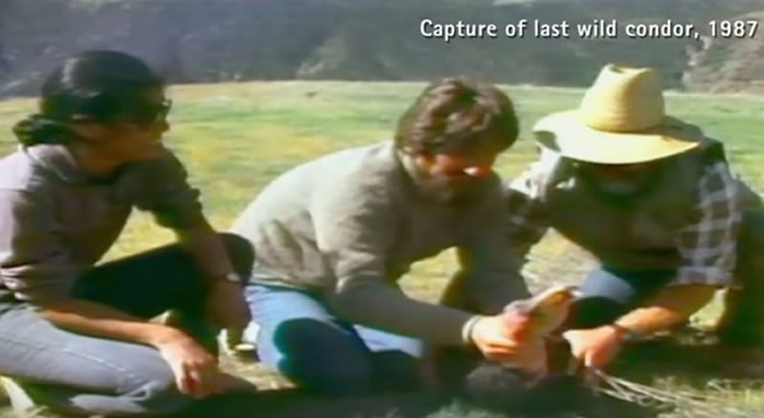 1987�겶�����һֻ��������