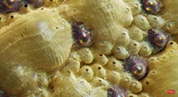 ���嶯��ʯ��Ŀ����������1000ֻ΢С�۾�