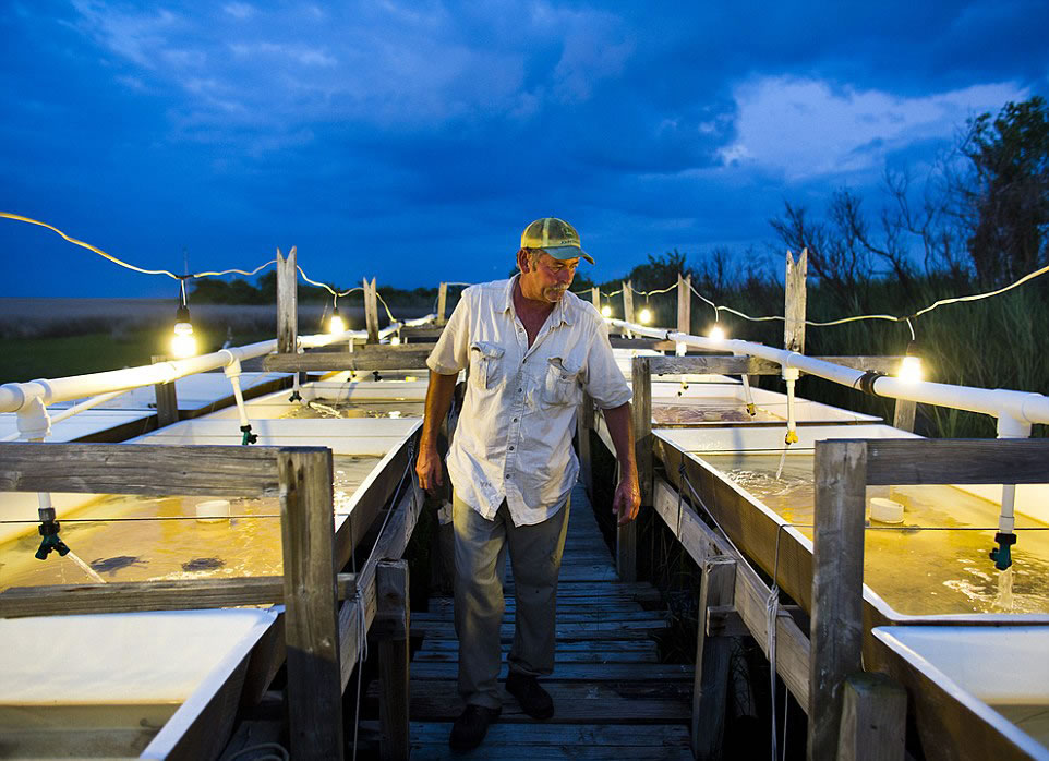 美国弗吉尼亚州的Tangier Island和Smith Island,这两个岛上的海鲜颇负盛名。