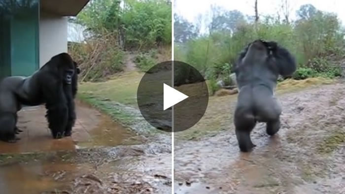 �����Ͽ��������ݶ���԰������Kimya�������ֻ�ͷ����ʪ