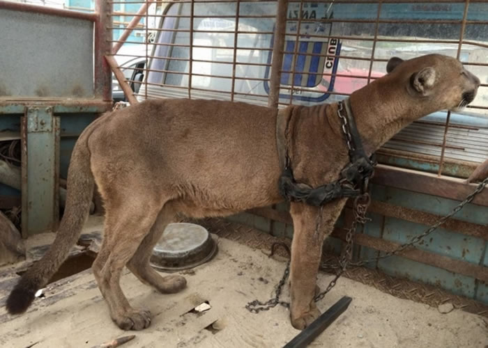 穆法沙被铁链锁上