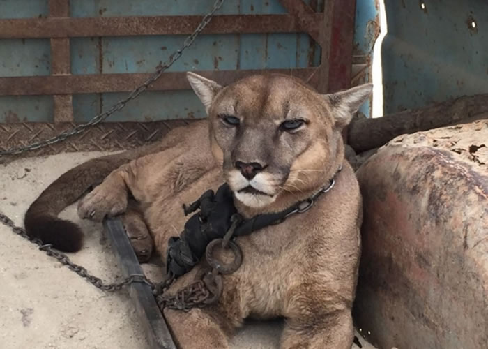 大猫眼神流露出无奈