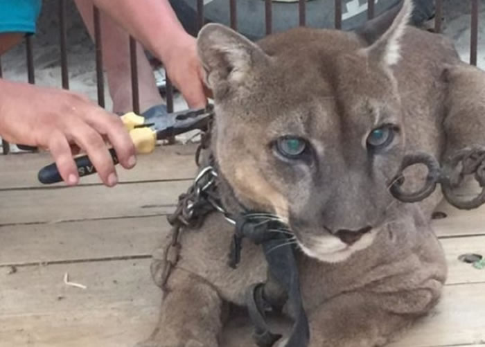 救援人员花费好一段时间才把锁解开。
