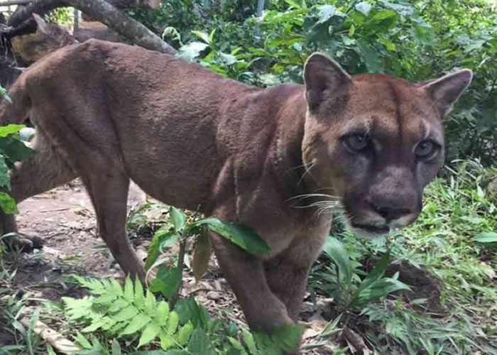 穆法沙小心翼翼地探索着这得来不易的自由。