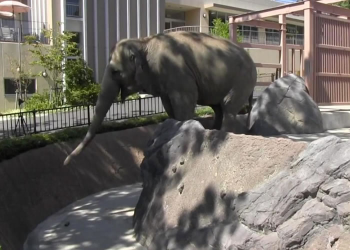 �ձ���ѧ�ҷ��������������ñ��ӽ�ʳ�������Լ��ڱ�