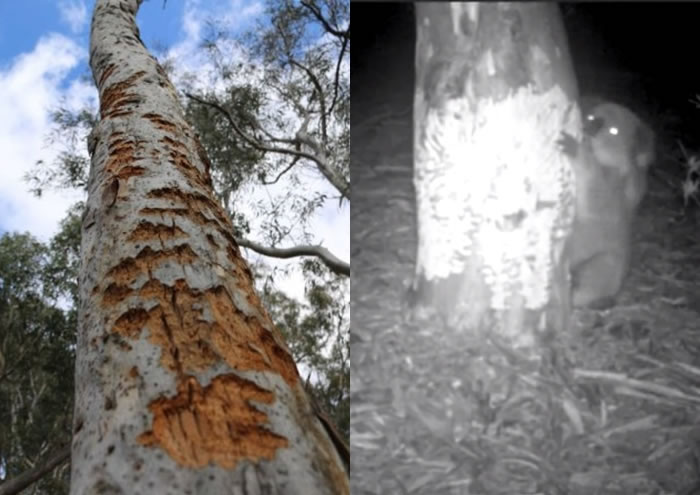 研究人员先在尤加利树上发现咬痕(左图),细查下原来是树熊咬食所致(右图)。