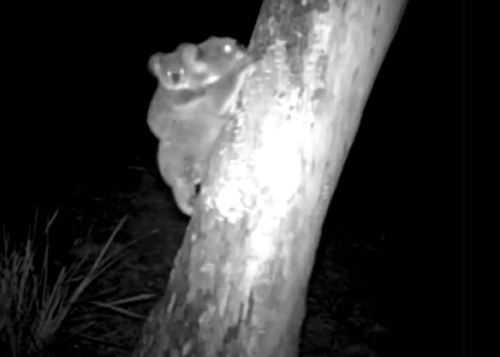 镜头拍到两只树熊攀到树上啃树皮