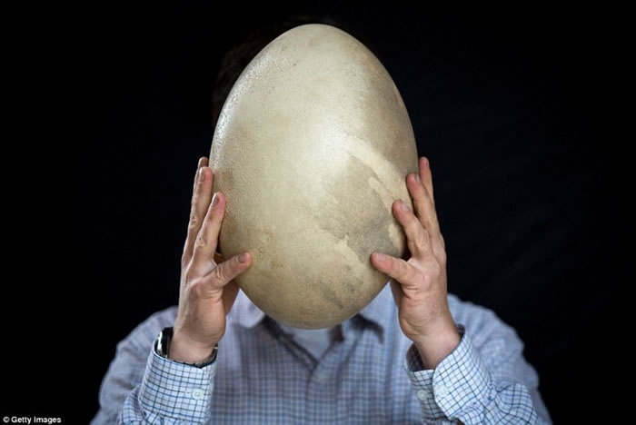 拍卖的包括全球最大的马达加斯加象鸟蛋。