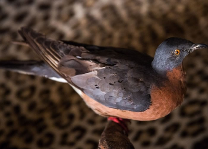 已绝种的旅鸽标本,绝无仅有。