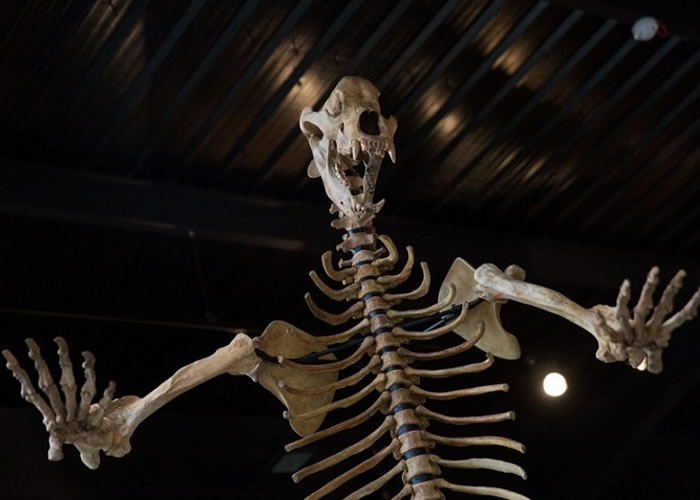 拍卖的还包括在罗马尼亚出土,并属冰河时期的北极熊骸骨。