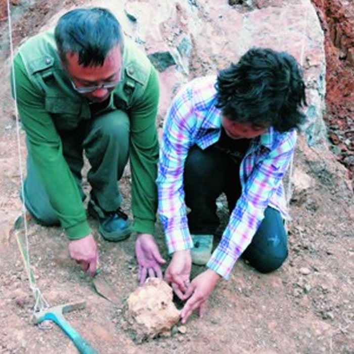 在华龙洞第三次考古中,考古队员发掘直立人头骨化石现场。