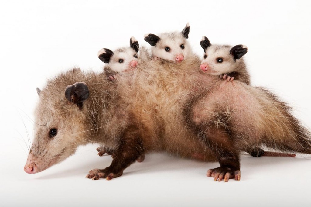 �������г���60�ָ���ͼΪά�����Ǹ��󣩣����Ǵ󲿷���ǧ������û��̫��ı䡣 Photograph by Joel Sartore, National Geo