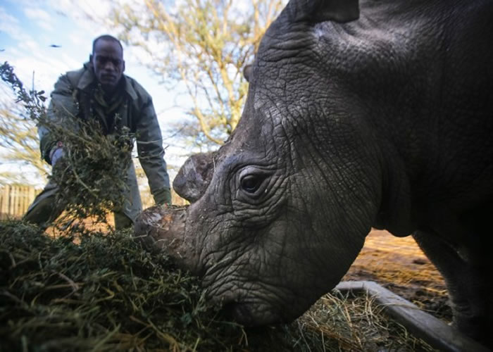 苏丹为现存世上唯一雄性北非白犀牛。