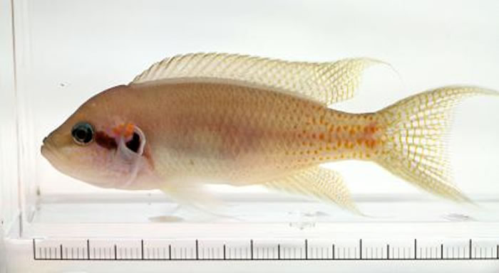 川雀鱼科鱼类与在自己领地第一次见面的鱼时显现出警戒心