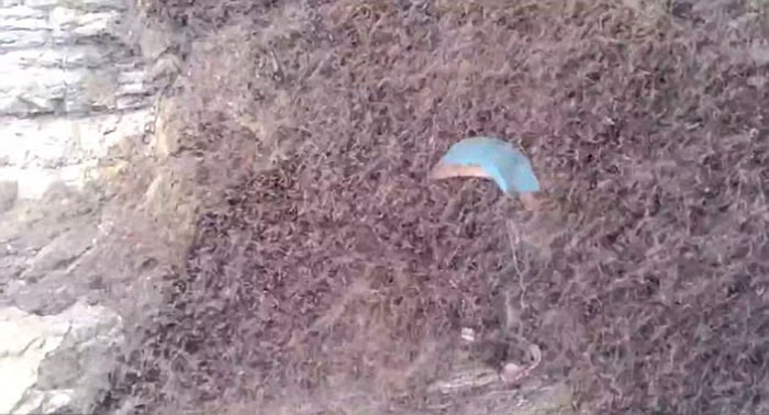 �Ĵ��������ӱ��������ڶ�Ѩ ǧ��ֻ�����γ� ����ǽ�������ڶ�ס