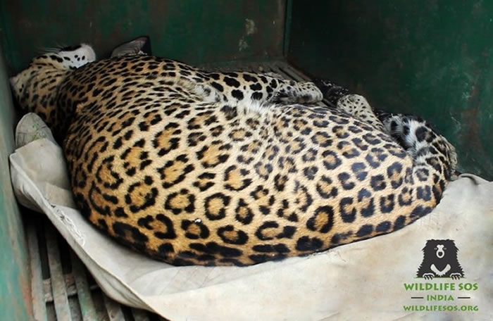 猎豹被麻醉枪打中后,静静地睡着了。